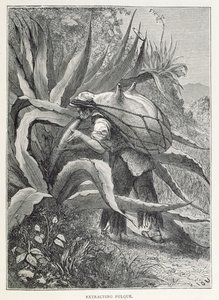 Extracting Pulque, from 